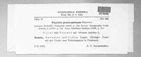 Tranzschelia pruni-spinosae image